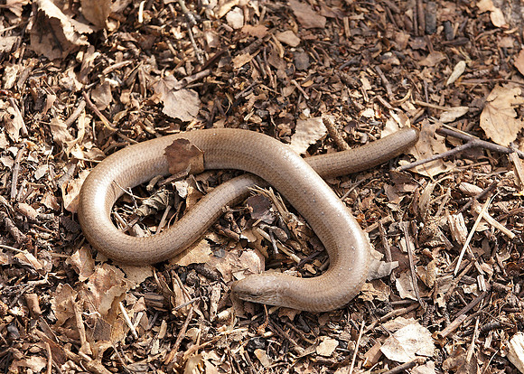 Slow Worm Anguis fragilis