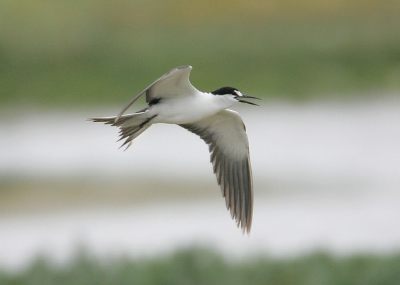 Sooty Tern Sterna fuscata