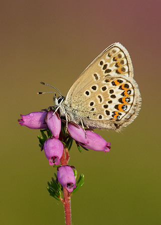 Silver-studded Blue Plebejus argus