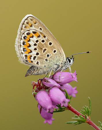 Silver-studded Blue Plebejus argus