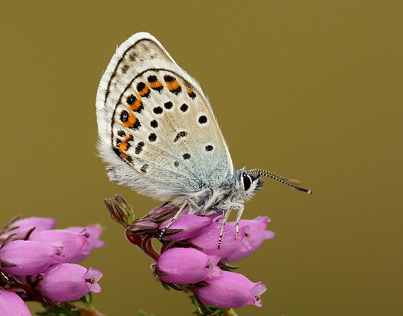 Silver-studded Blue Plebejus argus