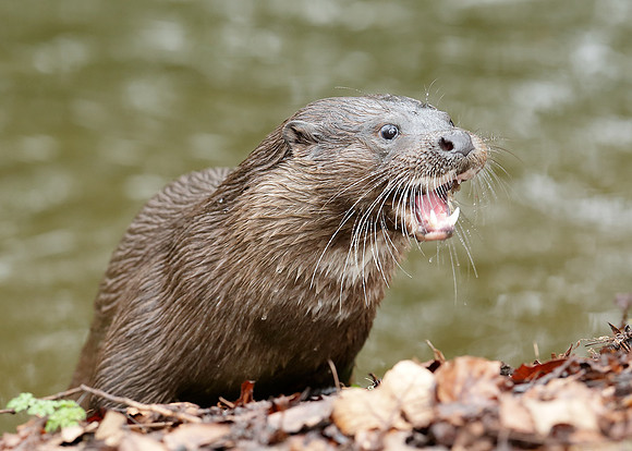 Otter Lutra lutra