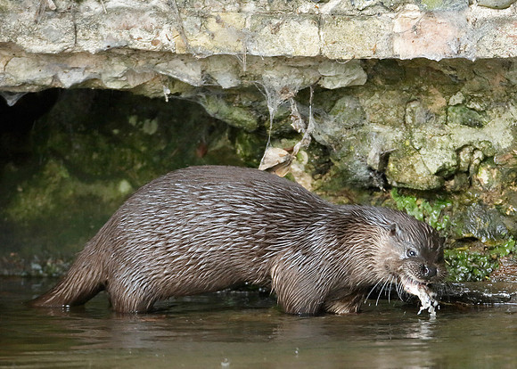 Otter Lutra lutra