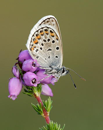 Silver-studded Blue Plebejus argus