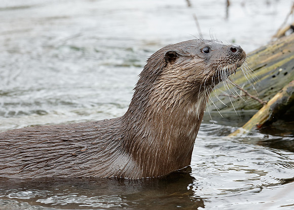 Otter Lutra lutra