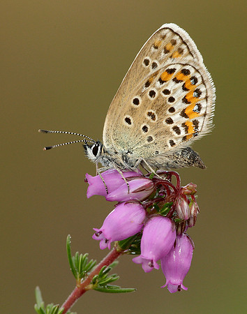 Silver-studded Blue Plebejus argus