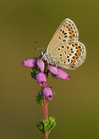 Silver-studded Blue Plebejus argus