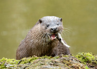 Otter Lutra lutra