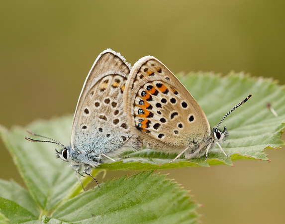 Silver-studded Blue Plebejus argus