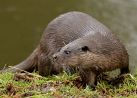 Otter Lutra lutra