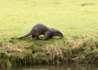 Otter Lutra lutra