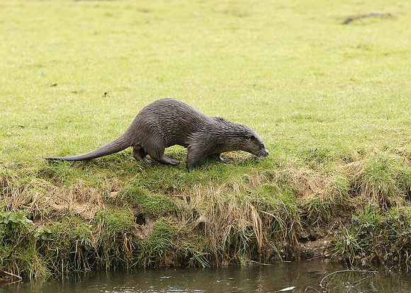 Otter Lutra lutra