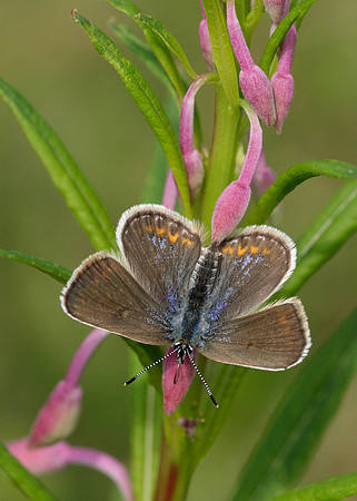 Silver-studded Blue Plebejus argus