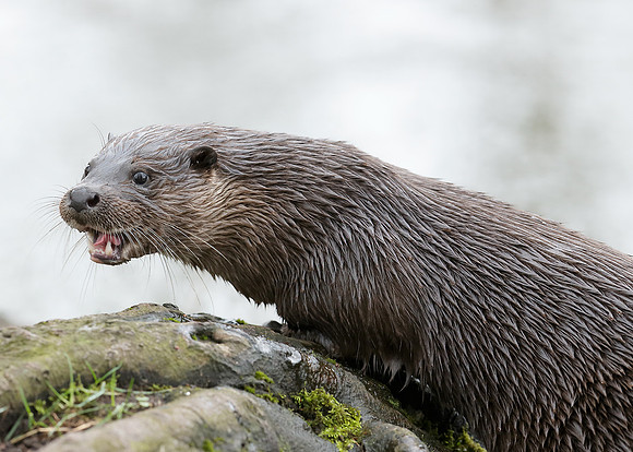 Otter Lutra lutra