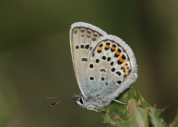 Silver-studded Blue Plebejus argus