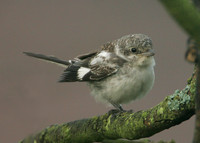 Masked Shrike Lanius nubicus
