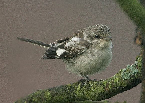 Masked Shrike Lanius nubicus