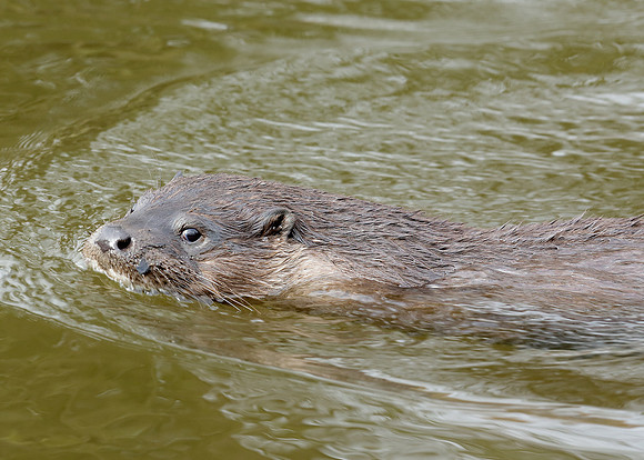 Otter Lutra lutra