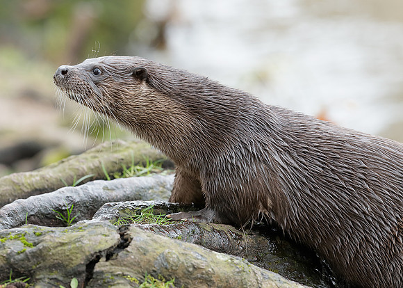 Otter Lutra lutra