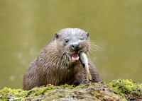 Otter Lutra lutra
