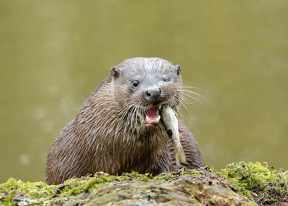 Otter Lutra lutra