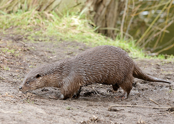 Otter Lutra lutra