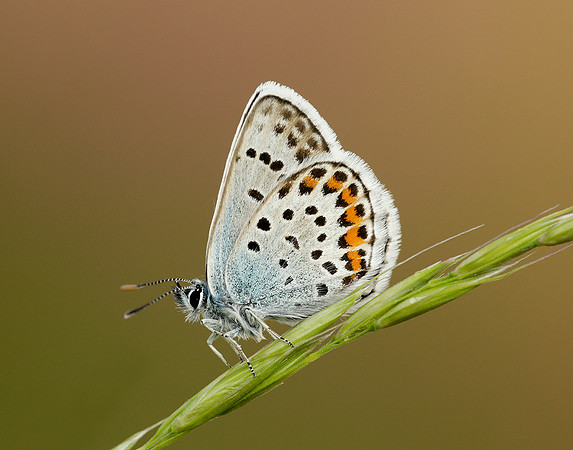 Silver-studded Blue Plebejus argus