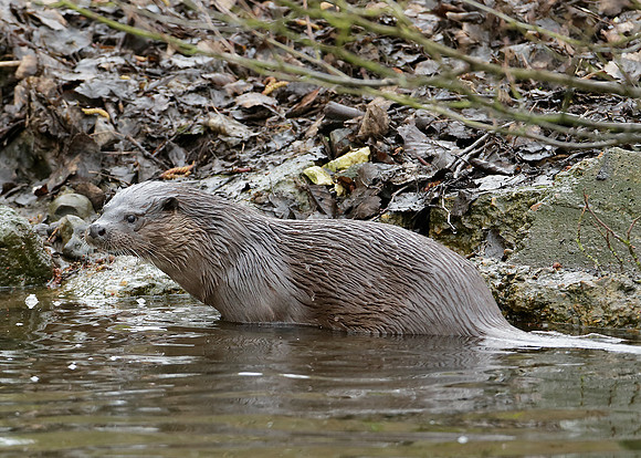 Otter Lutra lutra