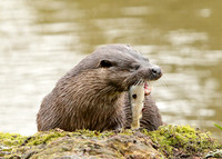 Otter Lutra lutra