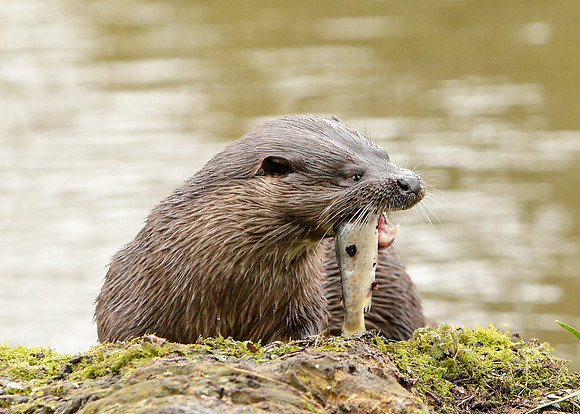 Otter Lutra lutra