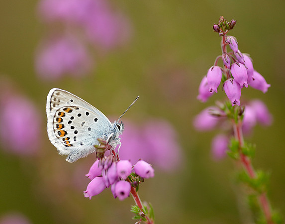 Silver-studded Blue Plebejus argus