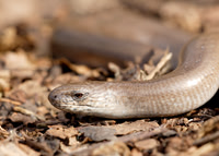 Slow Worm Anguis fragilis