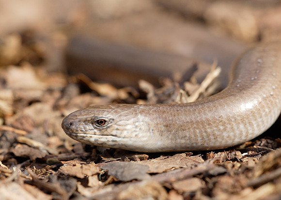 Slow Worm Anguis fragilis