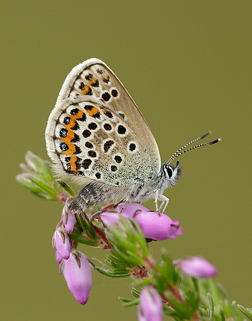 Silver-studded Blue Plebejus argus