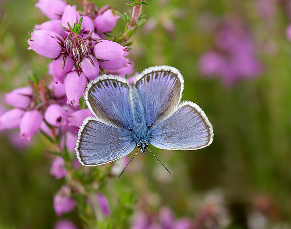 Silver-studded Blue Plebejus argus