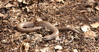 Slow Worm Anguis fragilis