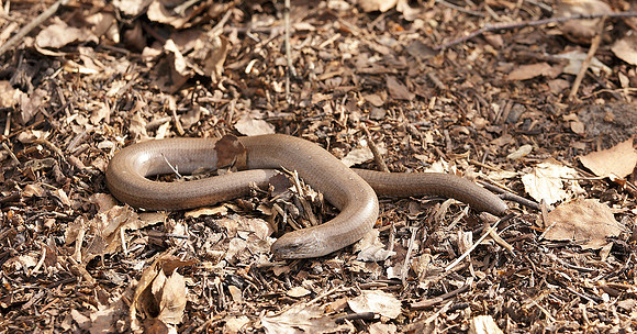 Slow Worm Anguis fragilis
