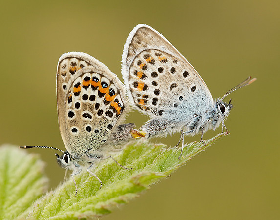Silver-studded Blue Plebejus argus