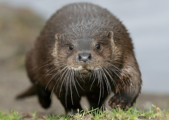 Otter Lutra lutra