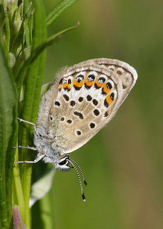 Silver-studded Blue Plebejus argus
