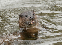 Otter Lutra lutra