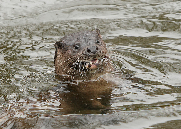 Otter Lutra lutra