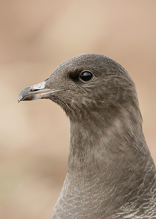 Long-tailed Skua Stercorarius longicaudus