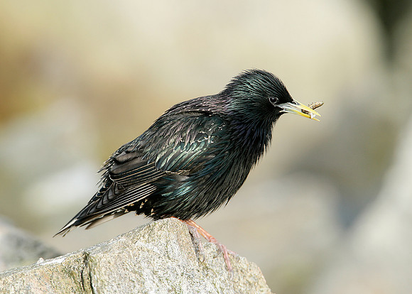 Starling Sturnus vulgaris