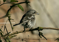 Masked Shrike Lanius nubicus