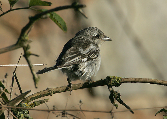 Masked Shrike Lanius nubicus