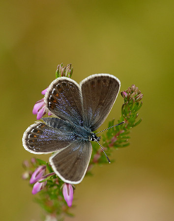 Silver-studded Blue Plebejus argus