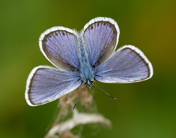 Silver-studded Blue Plebejus argus
