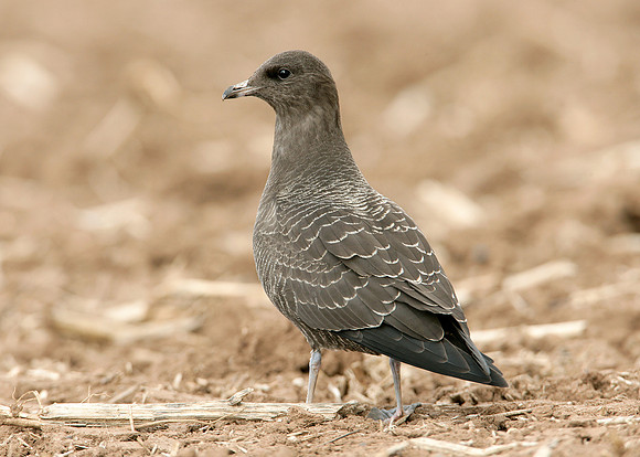 Long-tailed Skua Stercorarius longicaudus