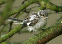 Masked Shrike Lanius nubicus
